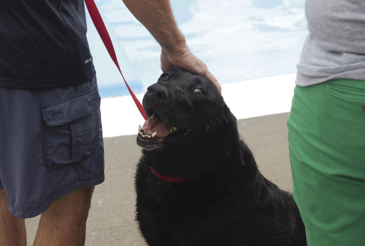 Wabash County Animal Shelter Buddies raise 735 with annual dog swim