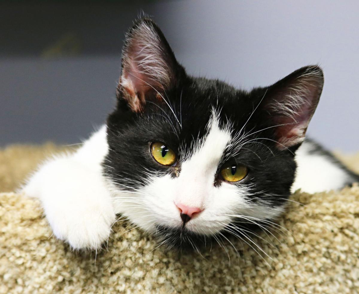 Champaign County Humane Society Volunteer petfinder