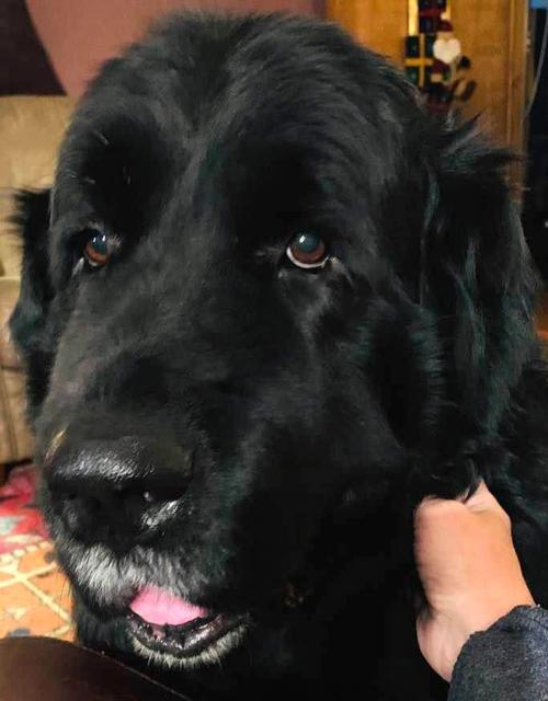 Abraham The Newfie Howe