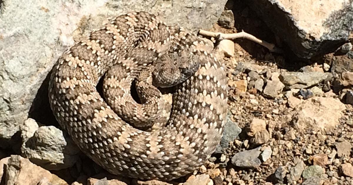 North Rattle Snake Grow For It! The northern Pacific rattlesnake | Prospecting ...
