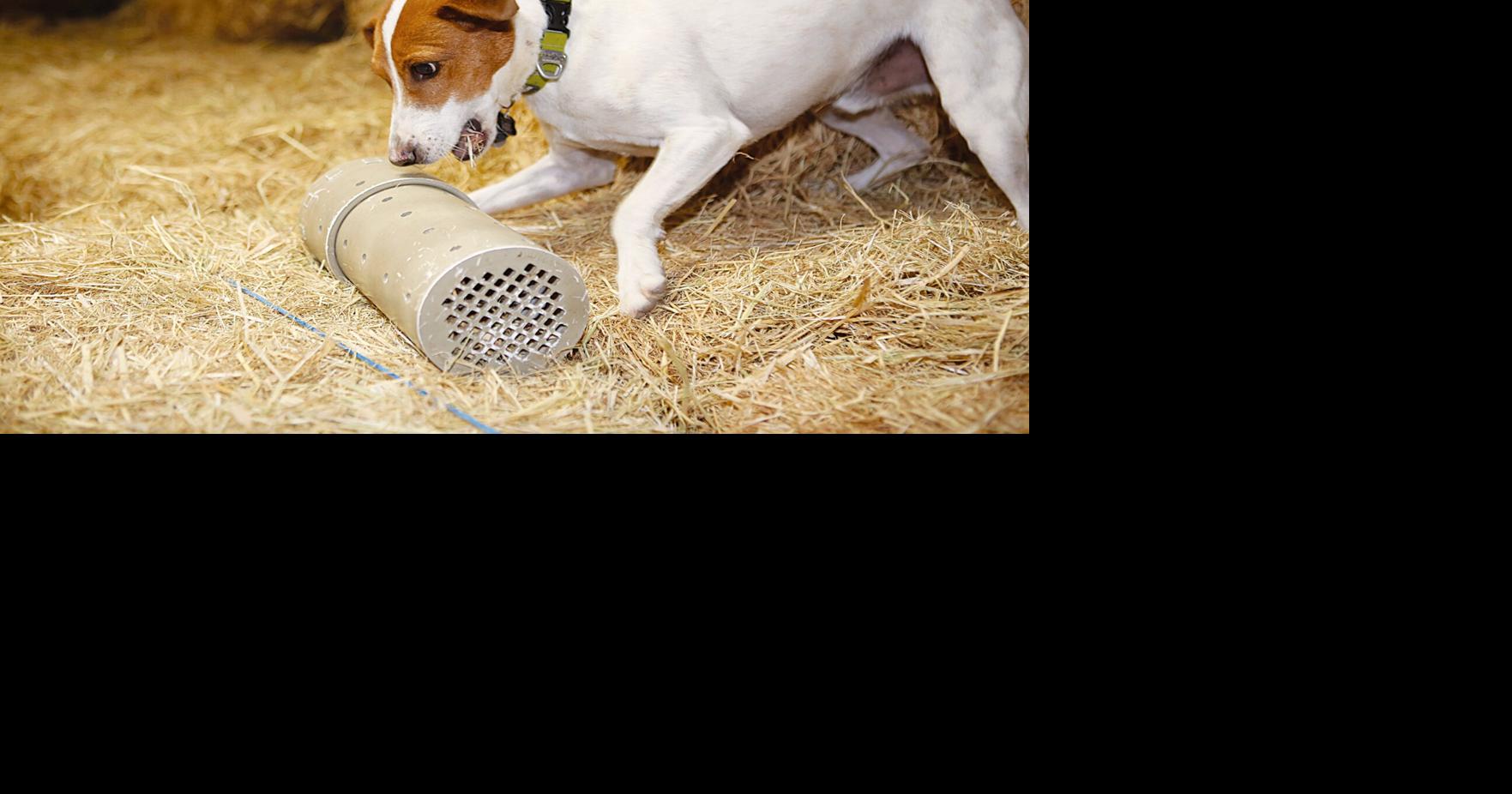 Rats beware: Buster the Barn Hunt champ is moving up | Photo Galleries ...