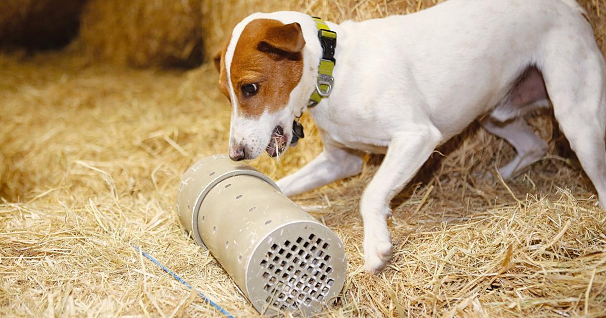 Barn Hunt Rats Rats beware: Buster the Barn Hunt champ is moving up | Photo Galleries ...