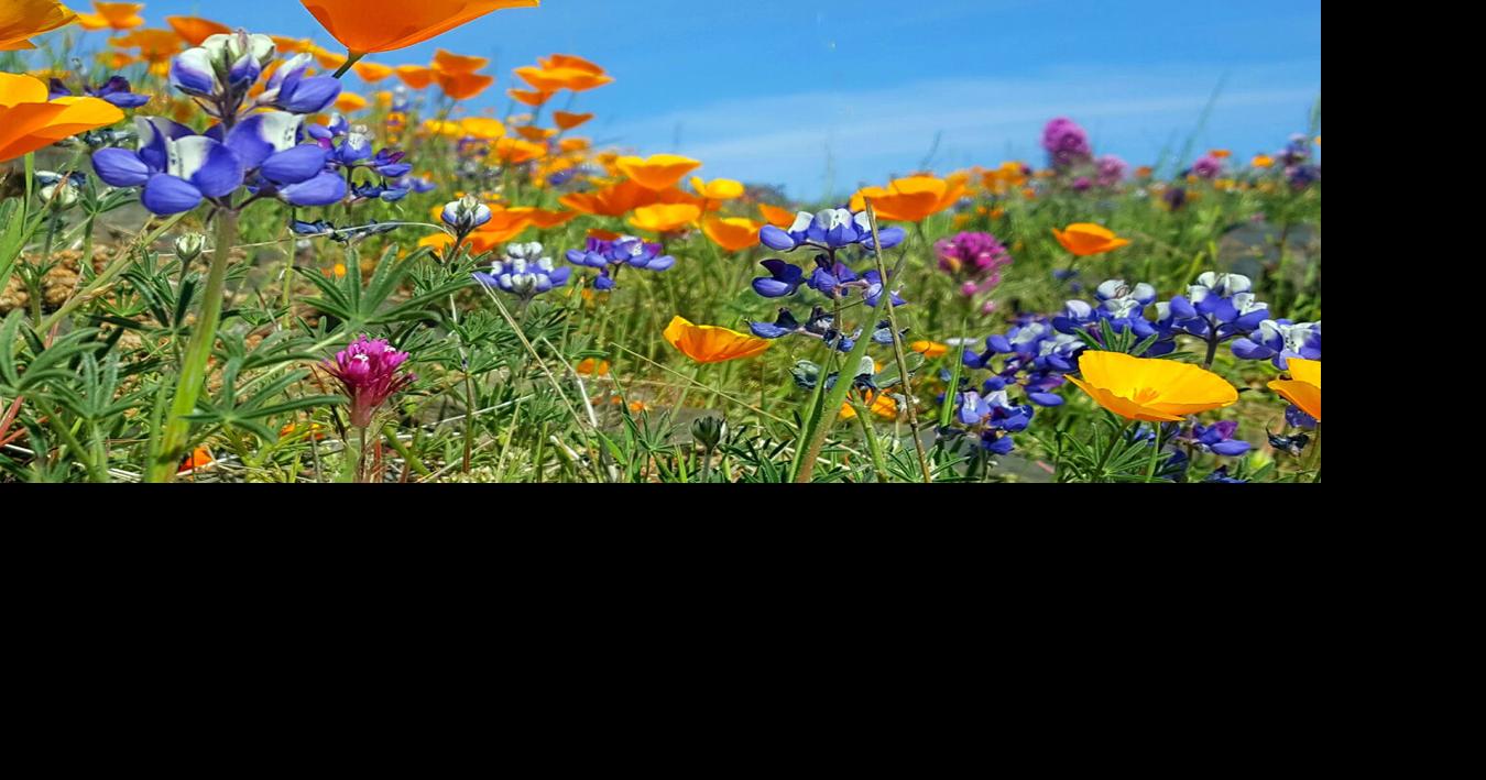 Day Hiker: Table Mountain – A Springtime Floral Spectacle | Lifestyles ...