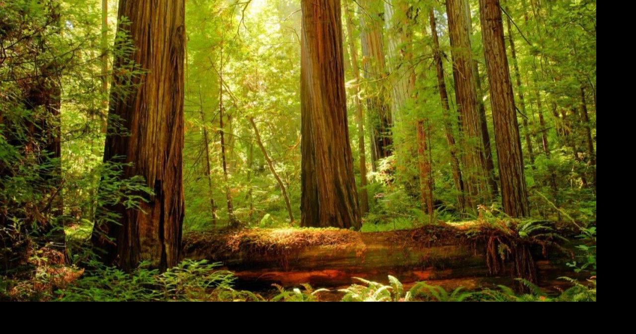 Closest national parks to San Francisco