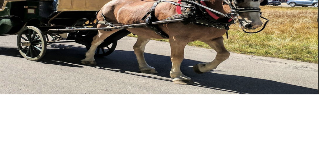 Petition circulates to ban horse-drawn carriages; Owners of
