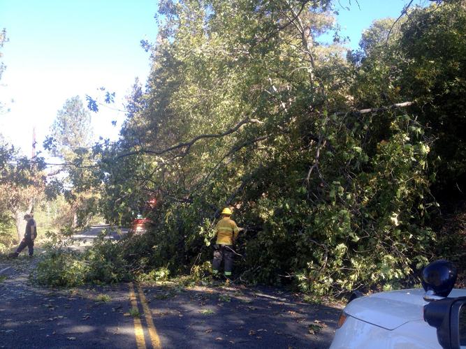 Drought stricken tree falls onto highway News mtdemocrat com