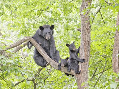 Mama Bears Use Humans To Keep Their Cubs Safe