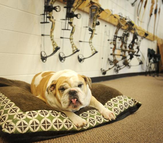 Absolute Archery scores a bullseye Photo Galleries