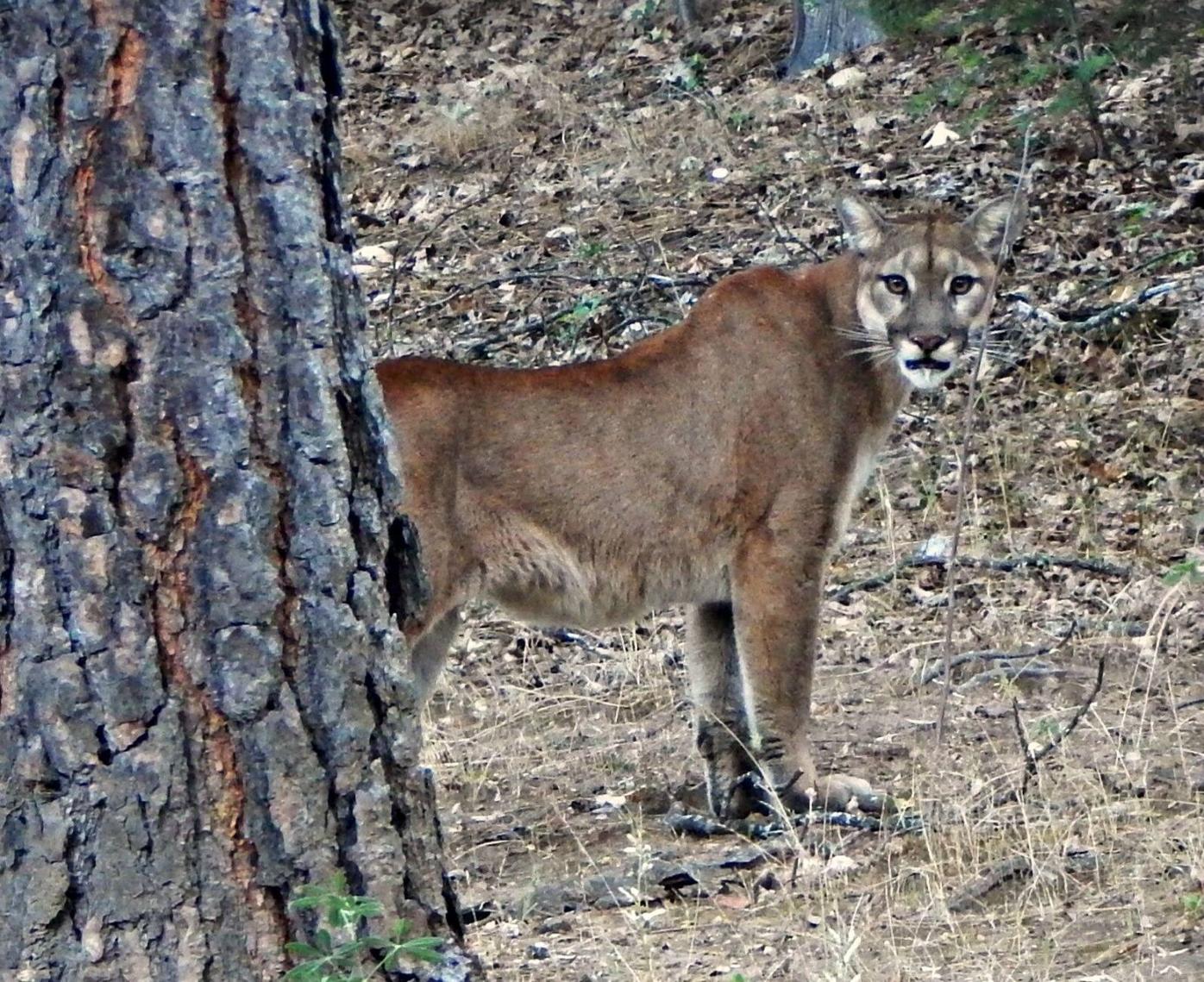 Mountain Lions in New Jersey? - Montana Hunting and Fishing