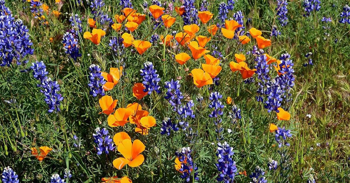 Native Prospecting Examples Grow For It! California native plants | Prospecting | mtdemocrat.com