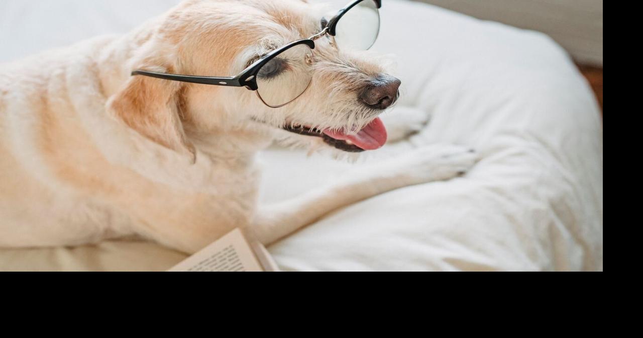 What happens in a dog’s brain when it’s told to wait?