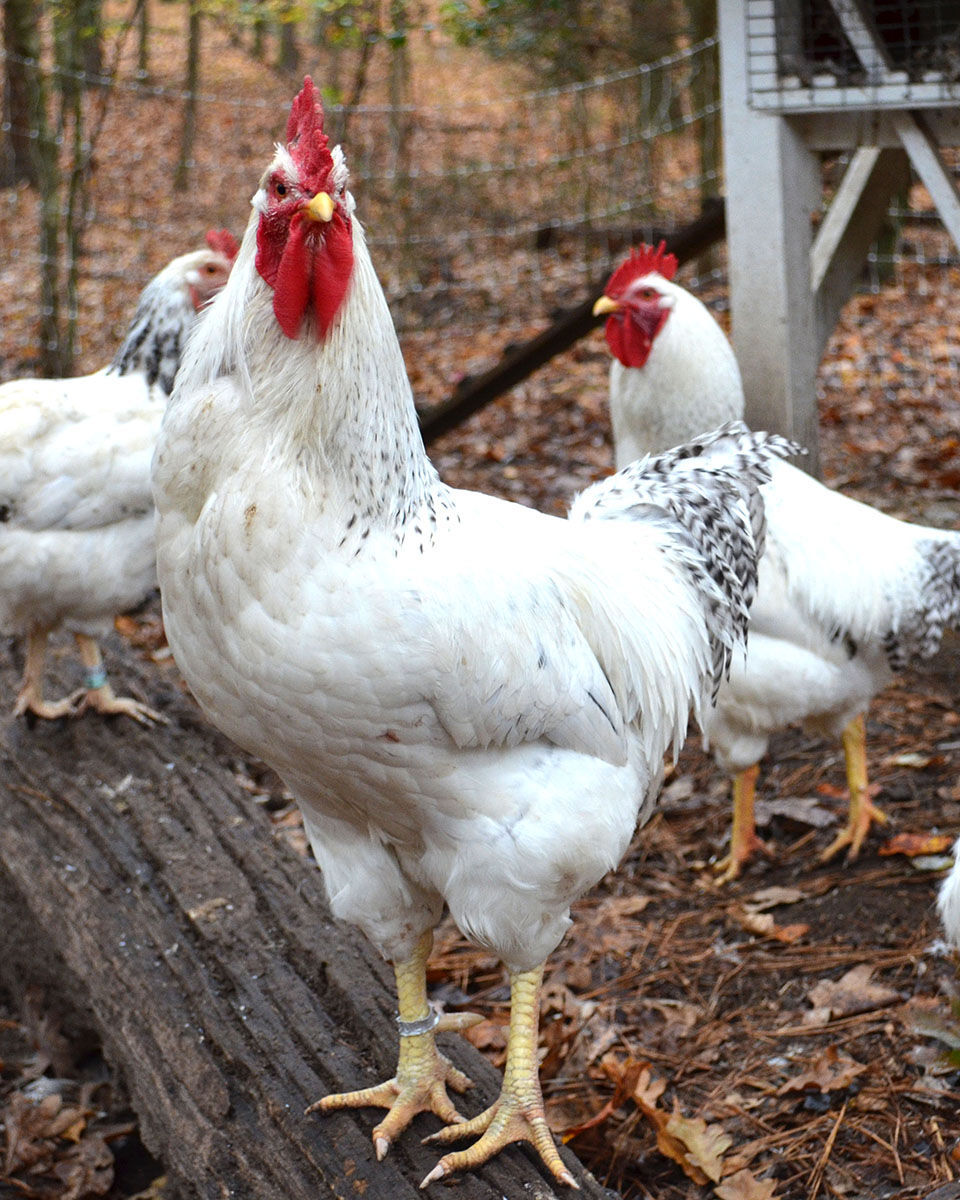 Jersey Giant Hen vs. Rooster: What Are the Differences? - AZ Animals