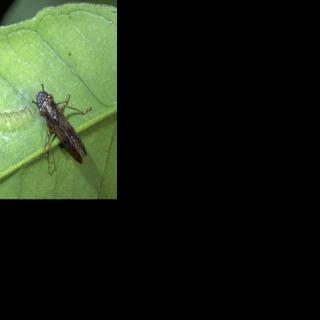 Grow for it! Invasive pest quarantines | Prospecting | mtdemocrat.com
