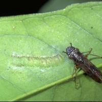 Hay Point Pests Grow for it! Invasive pest quarantines | Prospecting | mtdemocrat.com