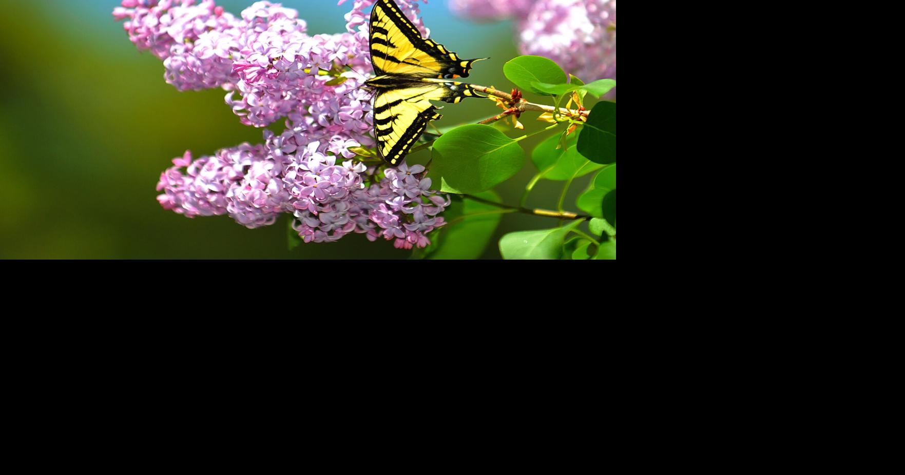 Butterflies are free to fly Photo Galleries