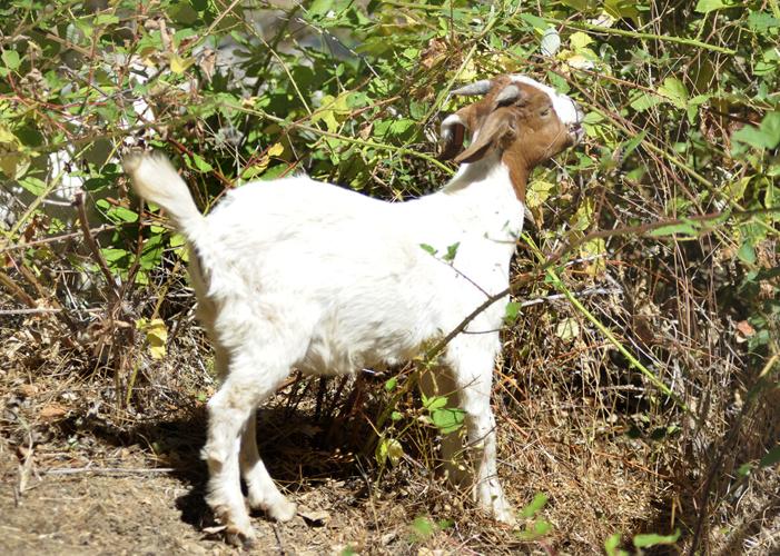 Goats on the graze Video Gallery