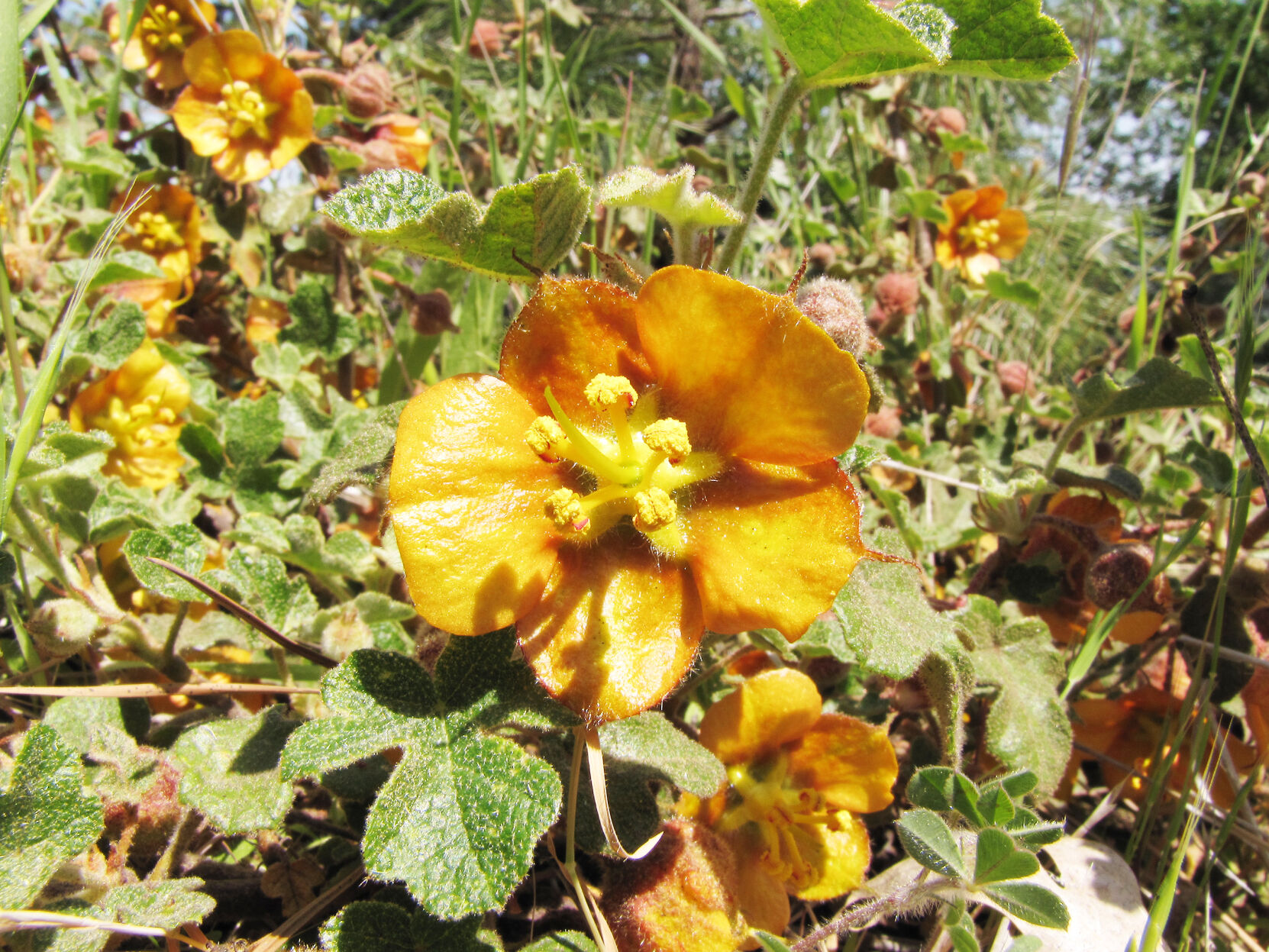 Native Prospecting Examples Let's talk plants, native plants | Prospecting | mtdemocrat.com