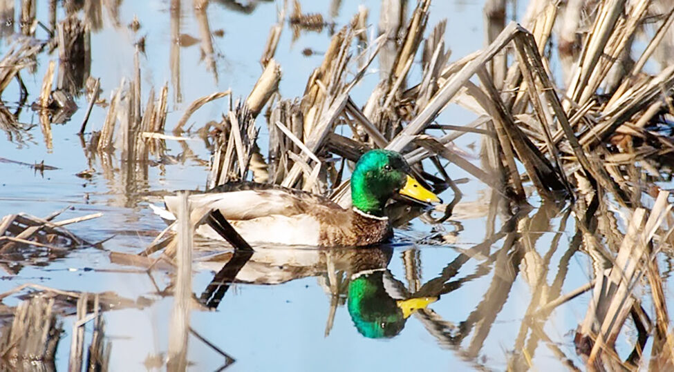 CDFW completes 2026 Waterfowl Breeding Population Survey | News ...