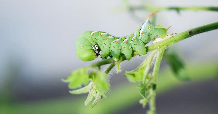 Grow For It! Hornworms