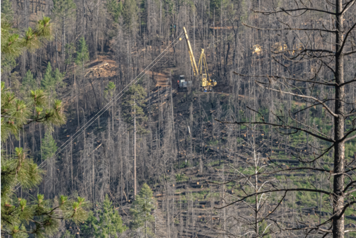 World S Tallest White Fir Found In Caldor Fire Burn Scar Ecology