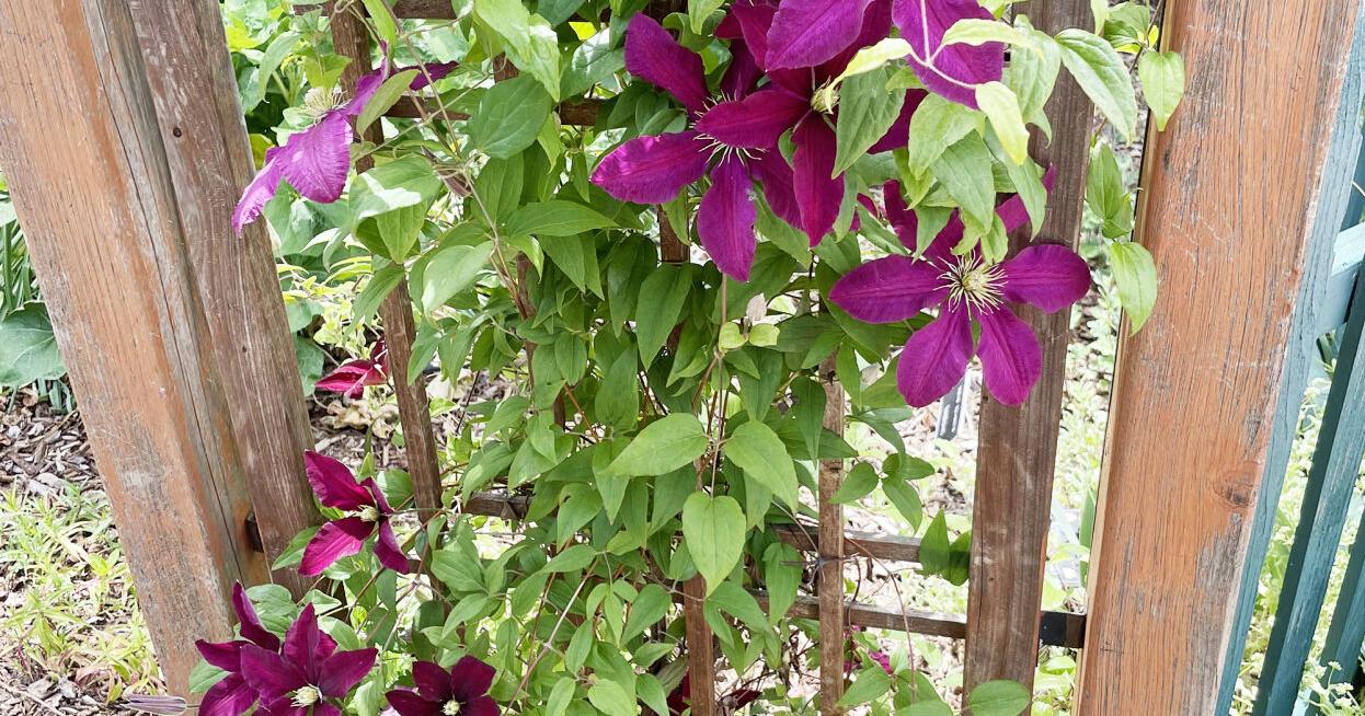 Grow For It! Garden inspiration - Vimarsana News