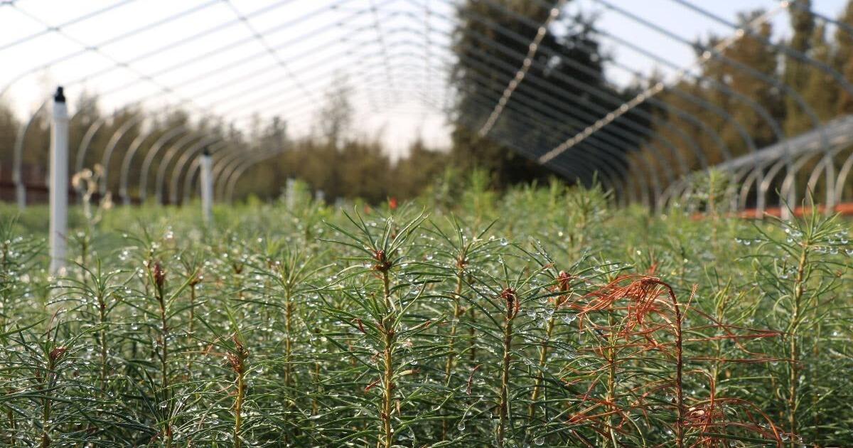 Forest Forum to visit Cal Fire reforestation center | News | mtdemocrat.com