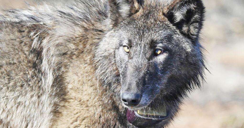 Wolf Control Decade of wolf management: CDFW report details wolf research ...
