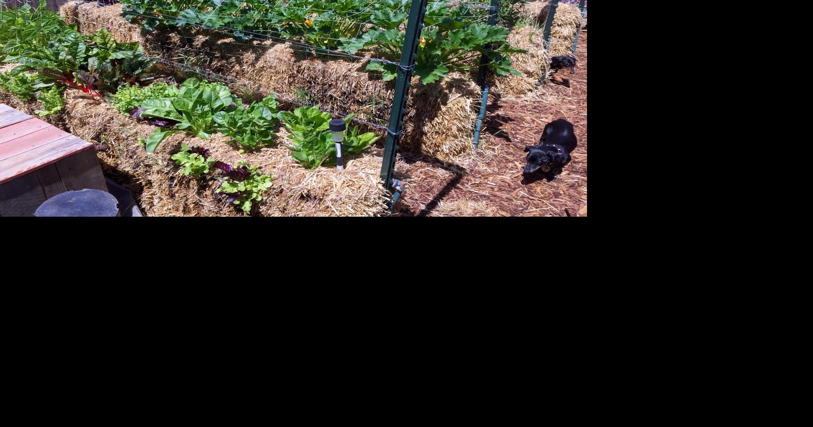 It’s not too late in the season to start a Straw Bale Garden