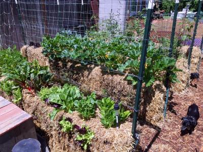 It's not too late in the season to start a Straw Bale Garden, Prospecting