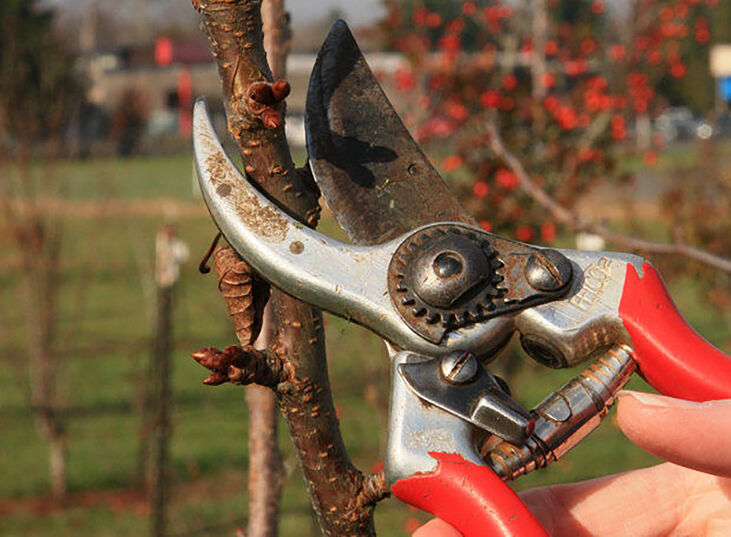 Pruning Fruit Trees in Oregon