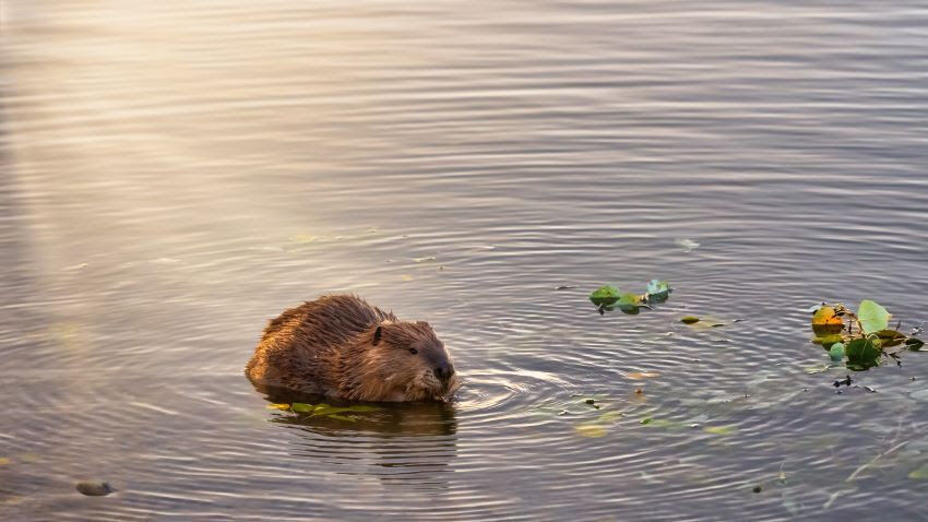 Leave It to Beavers: Keystone Species Provides Nature-based Restoration