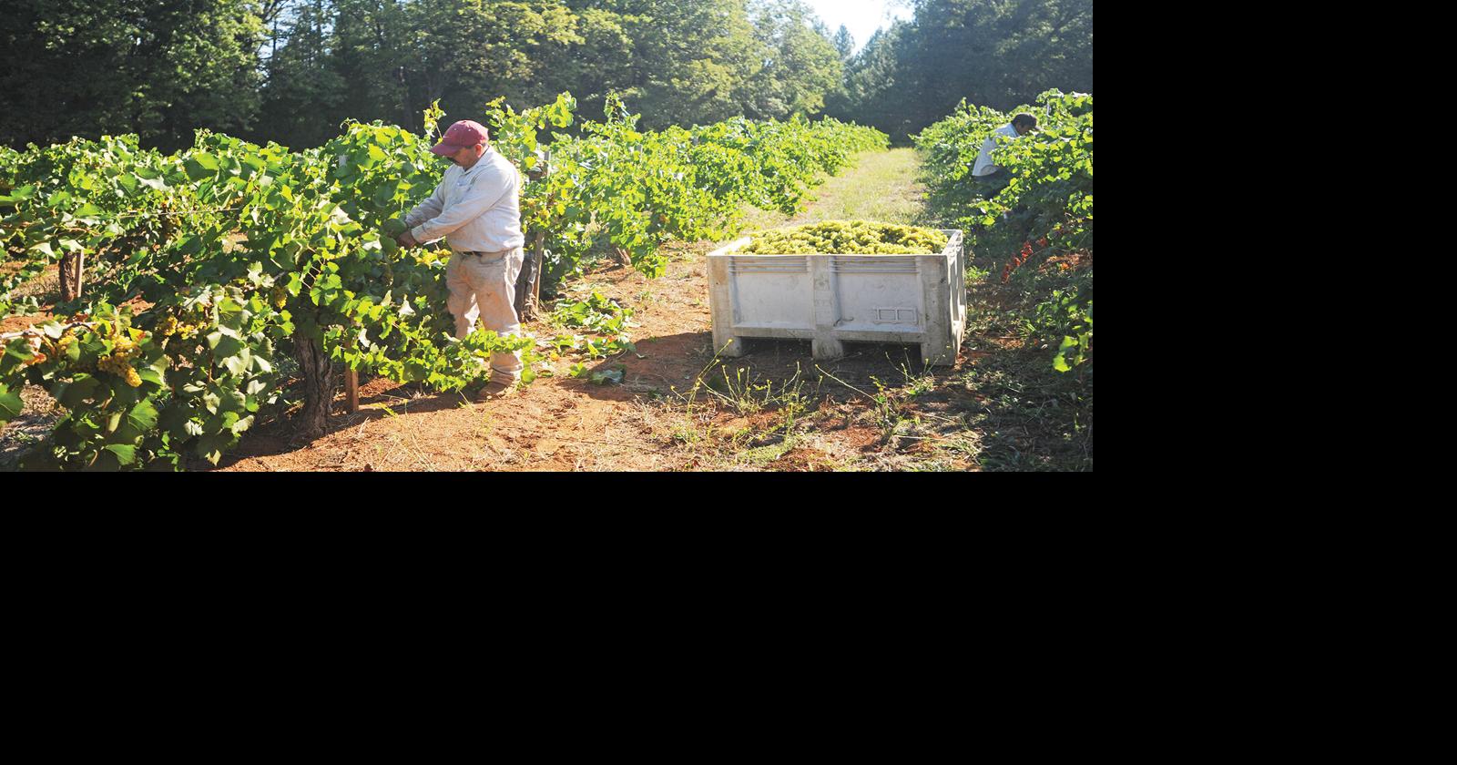 Excitement builds for the 2023 El Dorado wine grape harvest