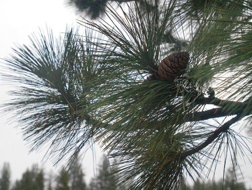 Create a tree grove with shortleaf pines