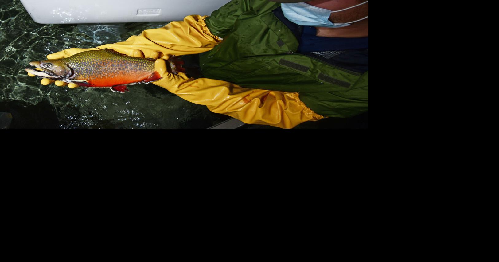 Fish and Game looks to improve alpine fisheries with 'supermale' brook