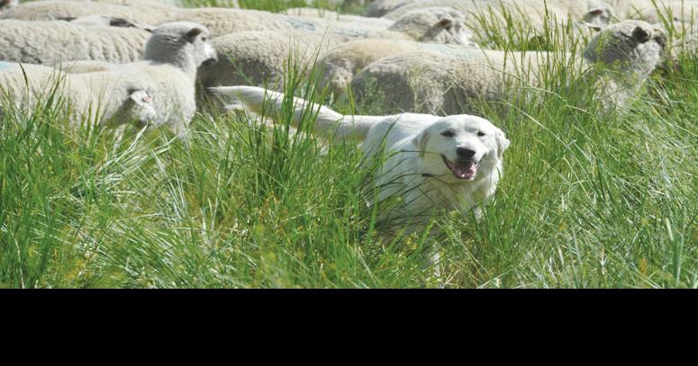 what are the big white dogs that guard sheep