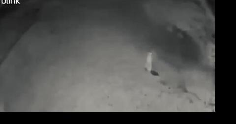 Mountain lion reportedly kills cat in Hailey - Vimarsana News