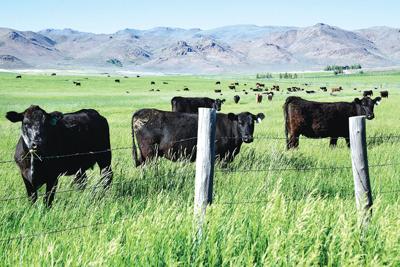 21-06-09  Picabo Cows 1 Roland.jpg (copy) (copy) (copy)