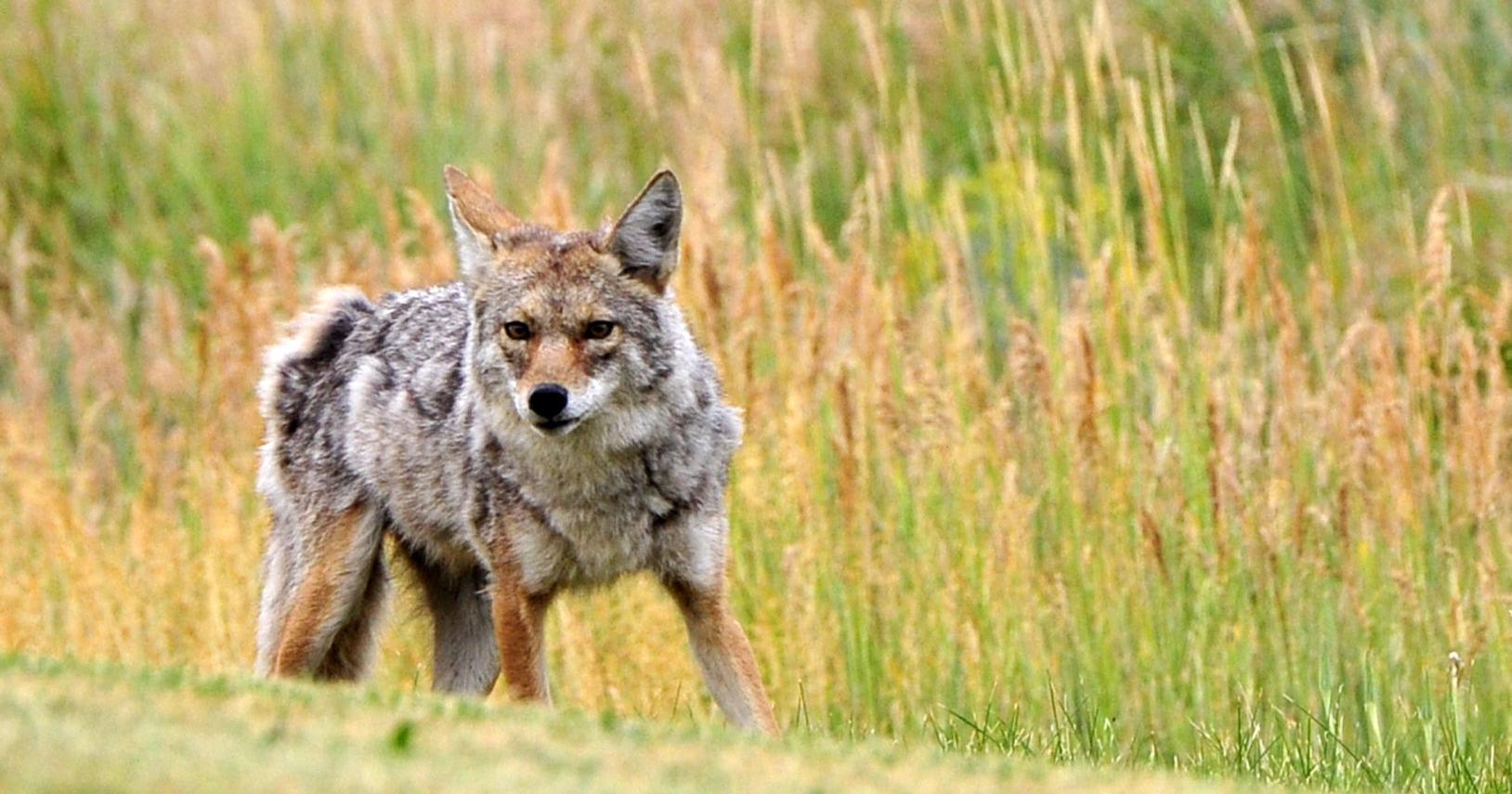 DNA tests show suspected wolves were coyotes - Vimarsana News