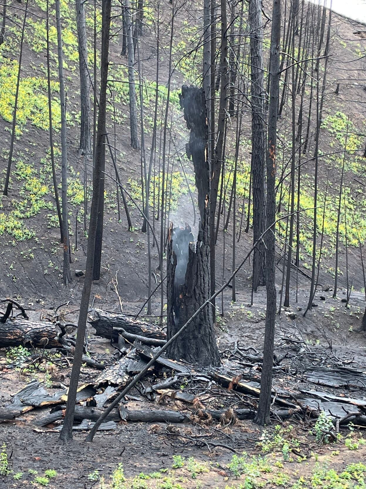 Nearly a year later, tree burned in Moose Fire still smoldering