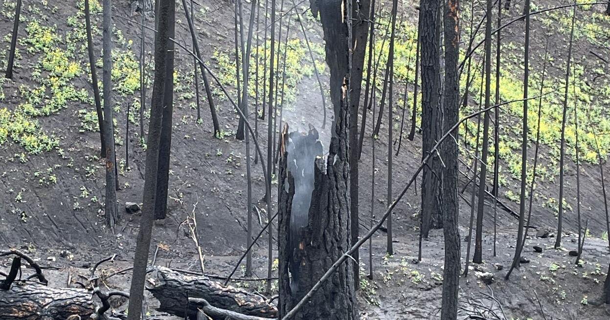 Nearly a year later, tree burned in Moose Fire still smoldering - Vimarsana News