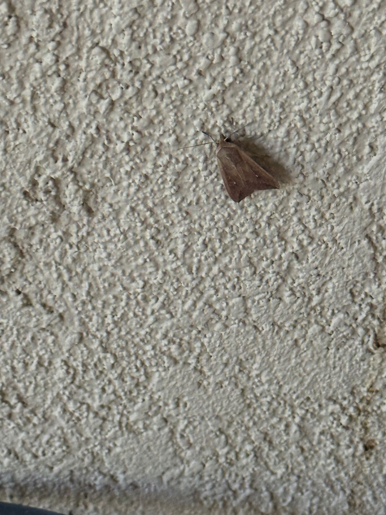 What's with all the moths? | Environment | mtexpress.com
