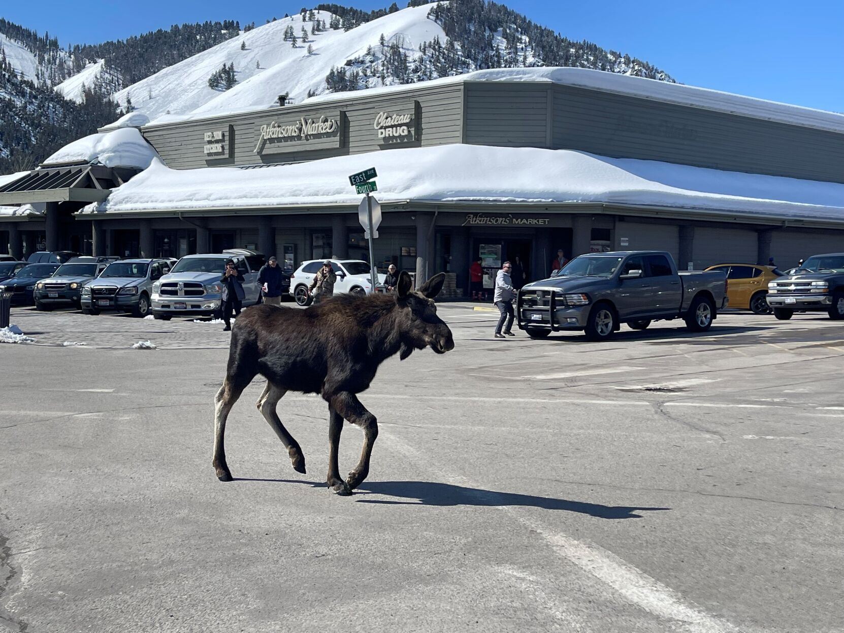 In downtown Ketchum a wild moose chase Ketchum mtexpress