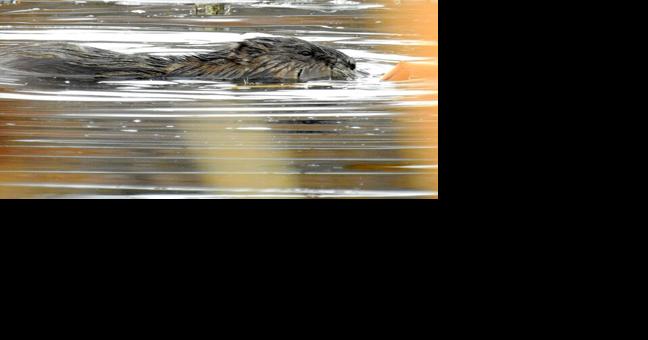 Efforts aim to reduce beaver-human conflict, maximize benefits - Vimarsana News
