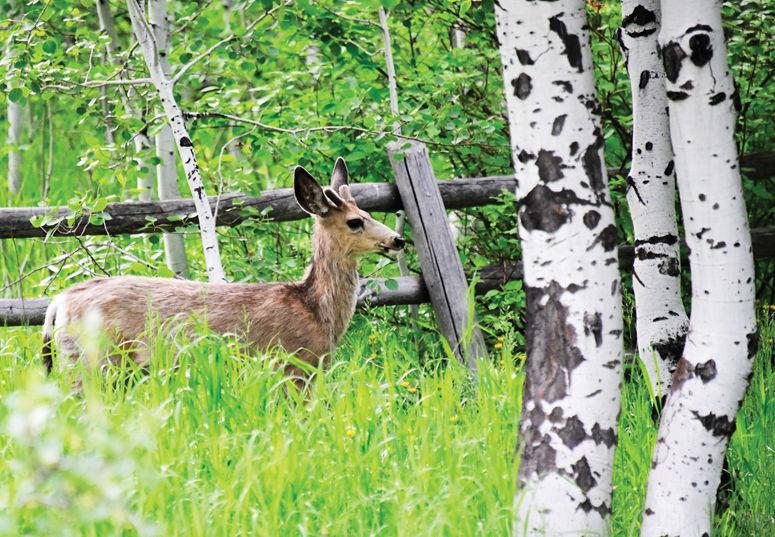 In Lush Valley, Wildlife Thrives | Features | mtexpress.com