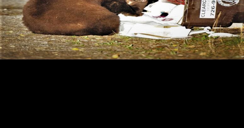 A Pair Of Bears Mtexpress Com