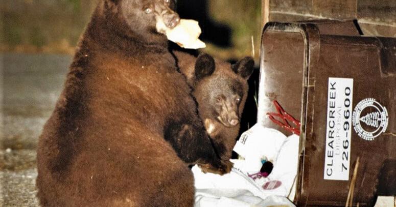 A Pair Of Bears Mtexpress Com A Pair Of Bears Mtexpress Com