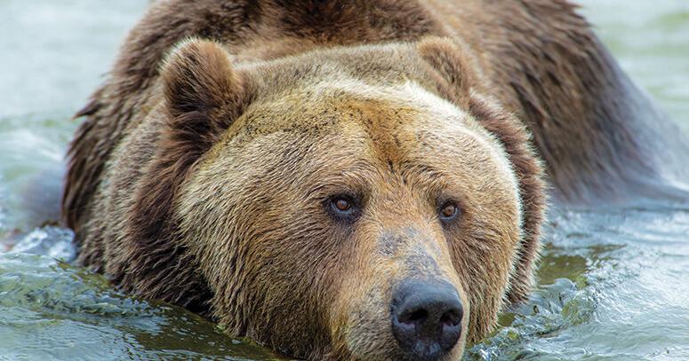 New ruling pares down wolf trapping season in Sawtooths, northern Idaho - Vimarsana News