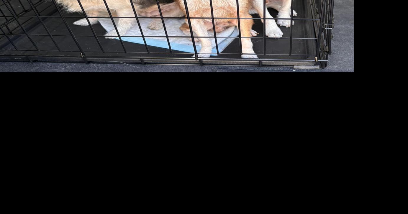 Mountain Humane participates in second mass rescue | Community ...