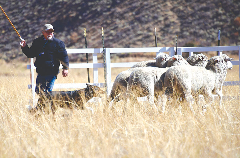 Try Treibball! The New Herding Sport - No Sheep Required - Whole Dog Journal