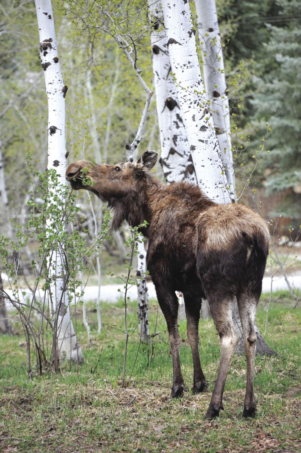 Idaho moose population is in decline Environment